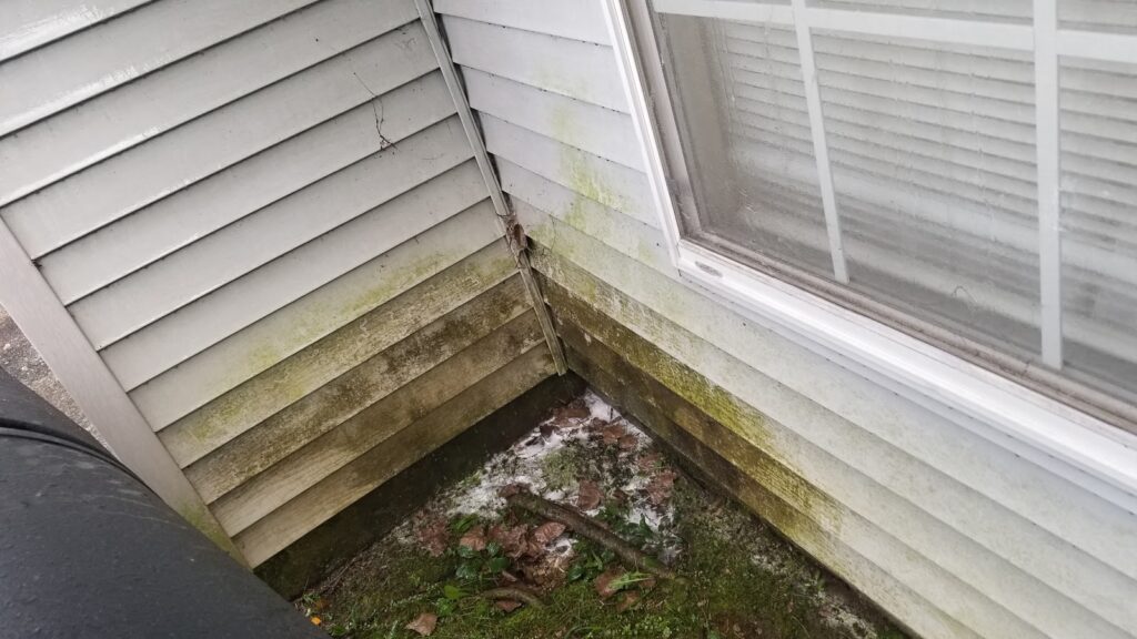 Algae on Vinyl Siding