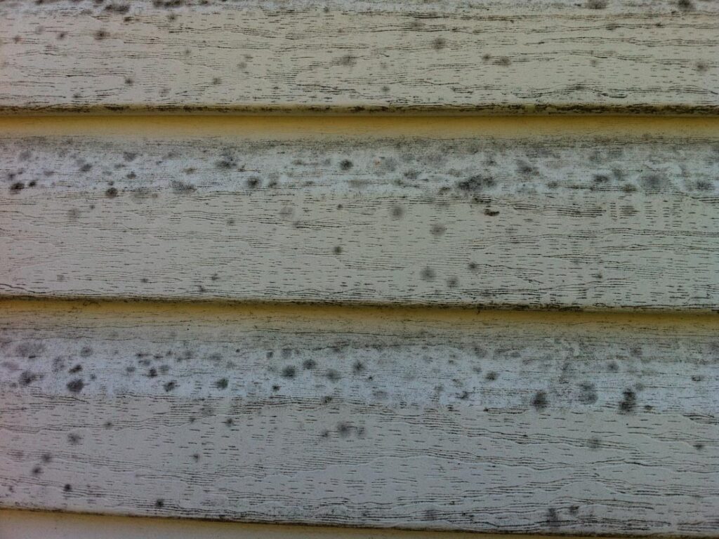 Mold on House