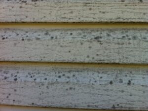 Mold on House